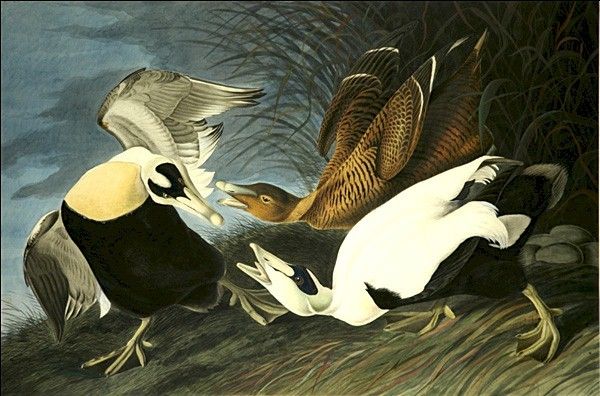 John James Audubon Eider Duck